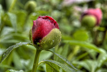 Pfingstrose 03