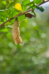 butterfly chrysalis