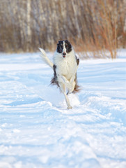 russian wolfhound running