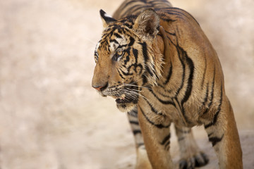 tiger face close-up