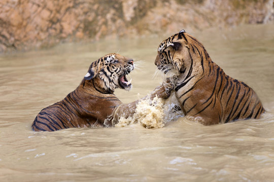 tigers play