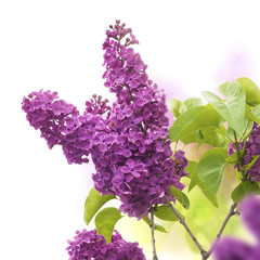 lilac flowers in spring - fleurs de lilas au printemps