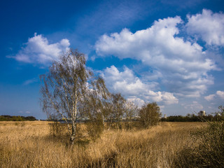 Obraz premium Landschaft mit blauem Wolkenhimmel.