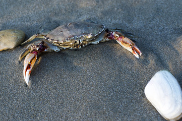 Wildlife and Animals - Crab