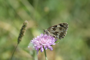 Demi-deuil ou échiquier commun