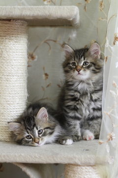 Cuccioli di gatto sul tiragraffi