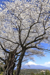 サクラと富士山