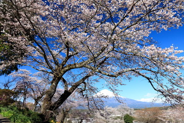 富士山　芝川町にて