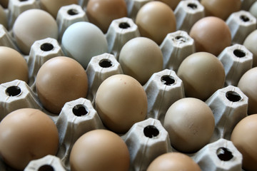 pheasant eggs