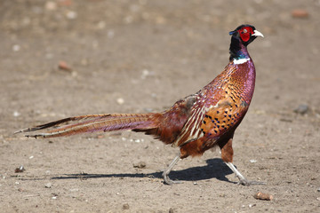 bright Pleasant pheasant