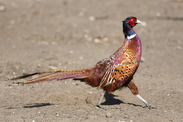 Pleasant pheasant