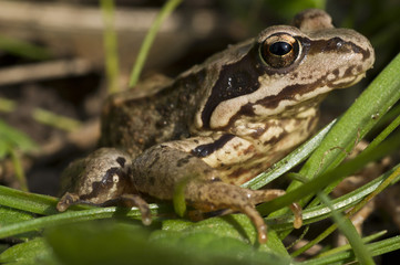 Grasfrosch 005