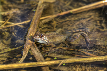 Grasfrosch 3