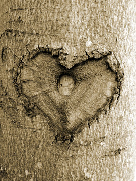Herz im Baum 3, sepia, soft