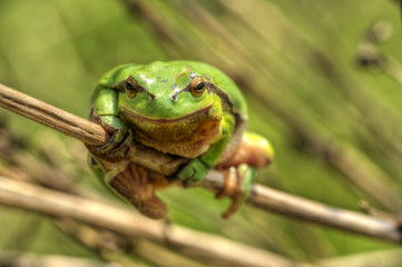 Laubfrosch 6