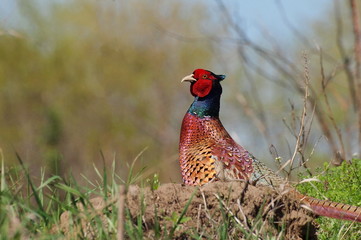Common Pheasant, Phasianus colchicus