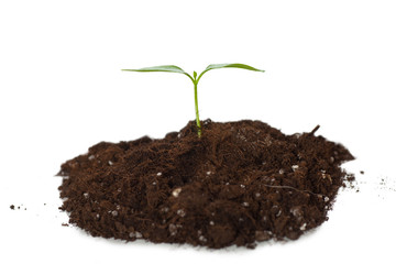 Plant