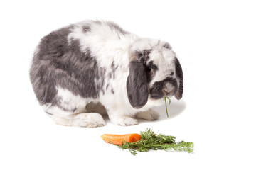 Cute Bunny Rabbit Facing Right eating Carrot and Greens On White