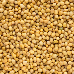 close up of mustard seeds