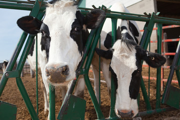 Holstein Cows
