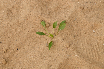 Weed Growing in Sand