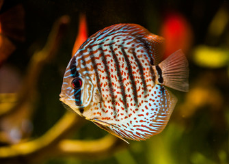 Symphysodon discus