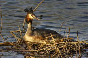 brütender Haubentaucher 5