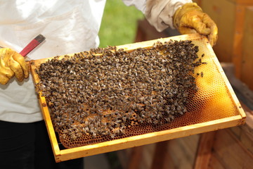 Bienenwaabe