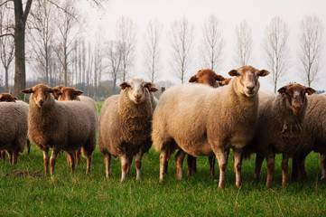 Fototapeta premium Sheep
