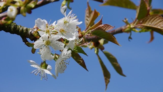 Kirschbluete vid 01 orig