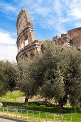 Naklejka premium The Coliseum and olive trees