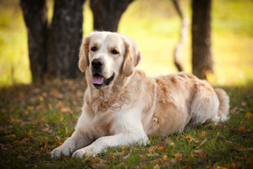 Golden retriever in outdoor settings