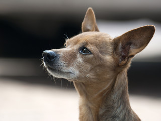 pinczer © Henryk Olszewski