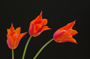 beautiful orange tulips on black