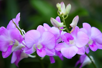 Fototapeta na wymiar Piękne orchidea