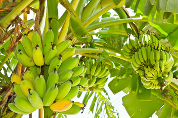 Naklejka premium Banana tree