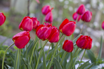 Red Tulips