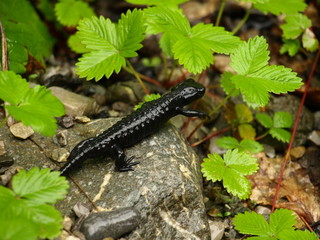 Obraz premium Alpensalamander