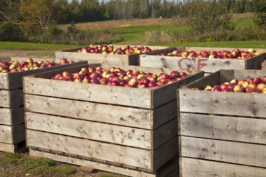 Apple Harvest - Cortland Apples