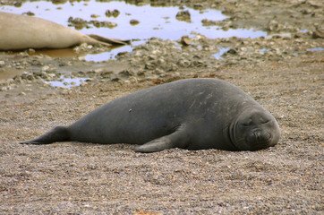 Fototapeta premium Valdes Peninsula, Patagonia argentina