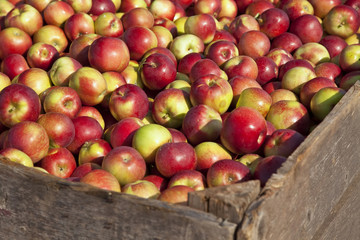 Apple Harvest - Cortland Apples