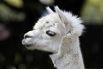 Fototapeta premium Lama