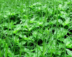 Green grass and tradescantia leaves in water droplets
