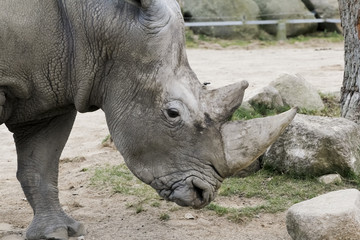 Naklejka premium Nashorn