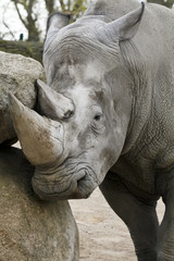 Fototapeta premium Nashorn
