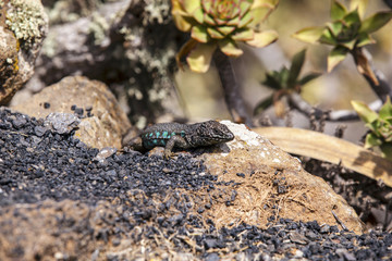 lizard on volcanic ground