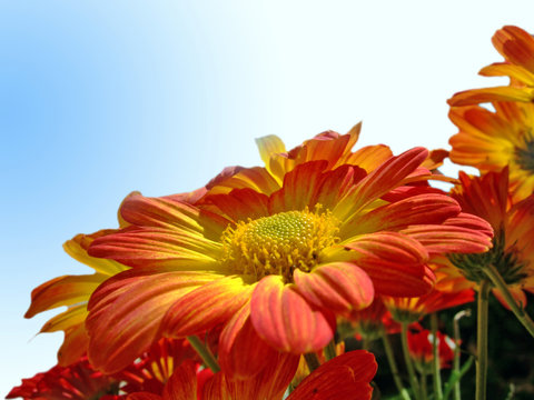 crisantemo con cielo de fondo