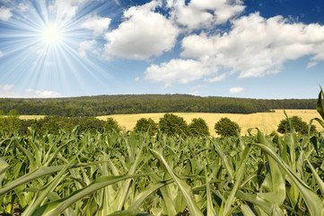 Corn fields in the beautiful countryside