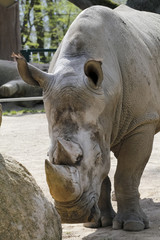 Fototapeta premium Nashorn