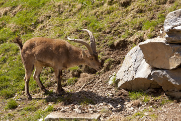 Ibex release